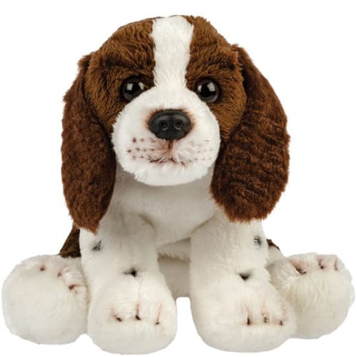 Springer spaniel - Sweet Snuggle Pal